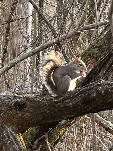 Eastern Gray Squirrel