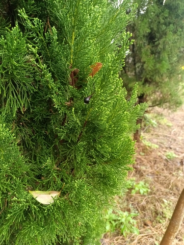 Chinese arborvitae