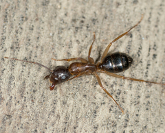 Camponotus clarithorax