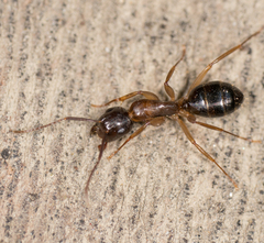 Camponotus clarithorax