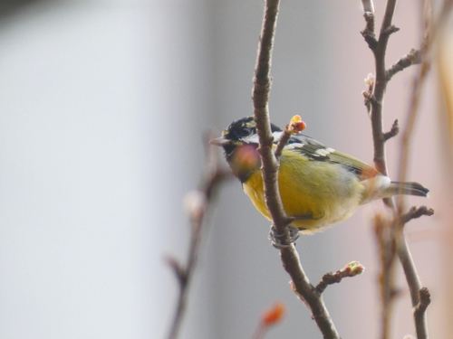 Yellow-bellied Tit