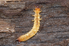 Dendroides canadensis