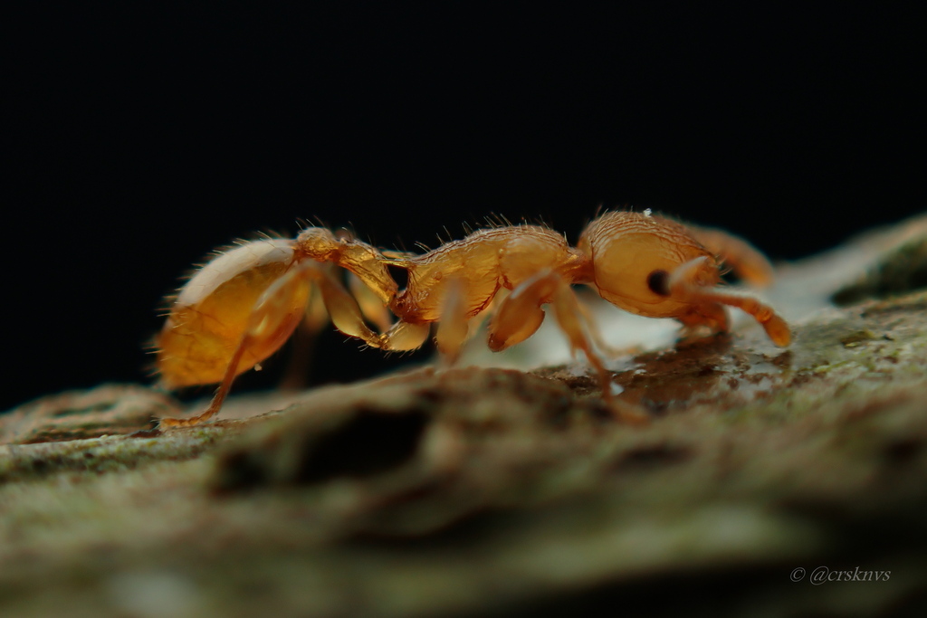 Vombisidris