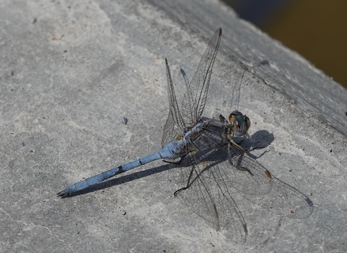 Epaulet Skimmer