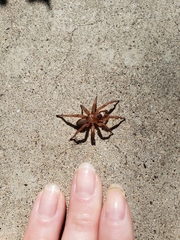 Myrmekiaphila comstocki