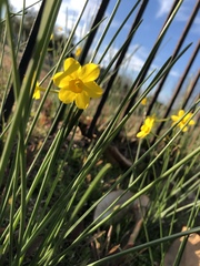 Narcissus