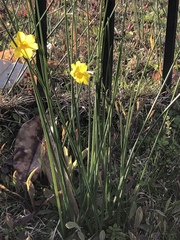 Narcissus