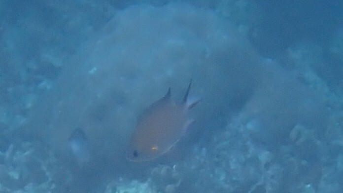 Ambon Chromis (Chromis amboinensis)