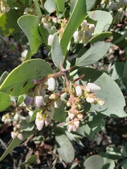Arctostaphylos mewukka