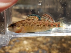 Etheostoma spectabile