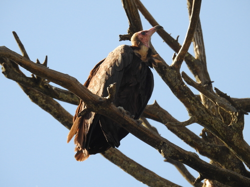 Hooded Vulture