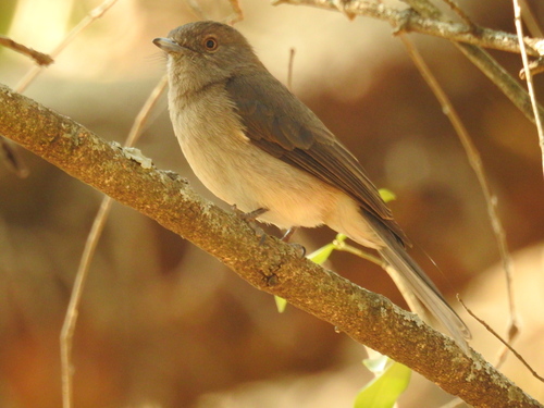 Abyssinian Slaty-Flycatcher