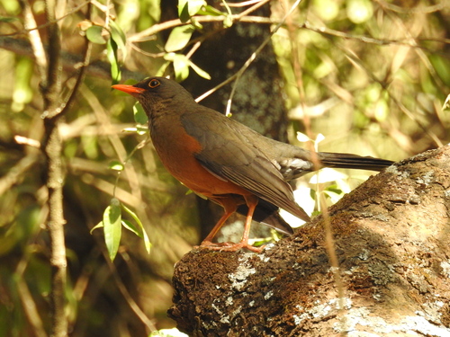 Abyssinian Thrush