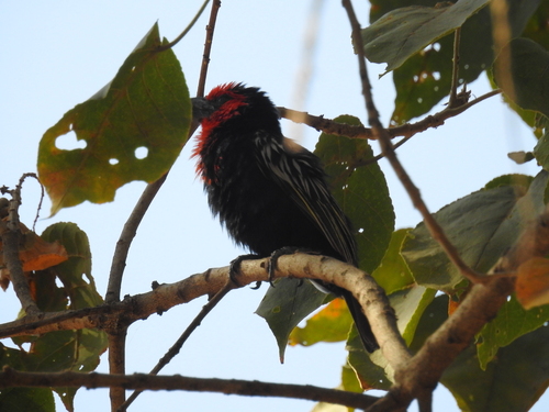 Black-billed Barbet