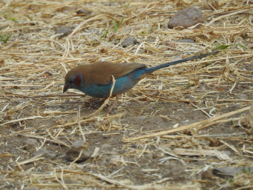 Red-cheeked Cordonbleu