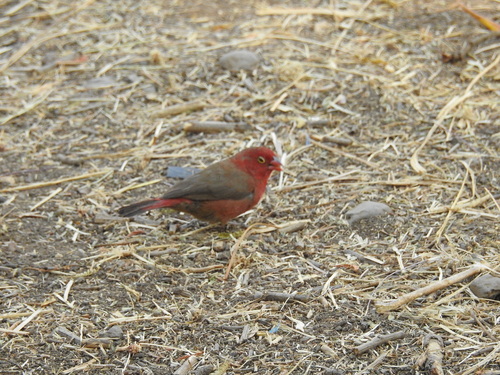 Red-billed Firefinch
