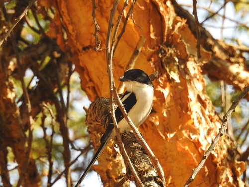 Northern Fiscal