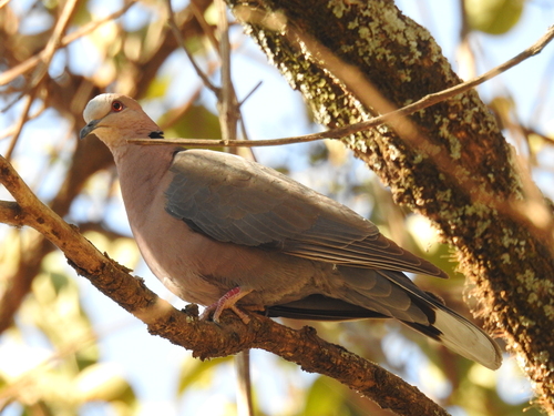 Red-eyed Dove