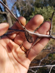 Taphrina pruni-subcordatae