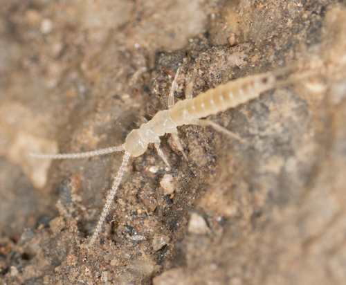 Campodeidae