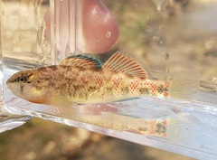 Etheostoma spectabile