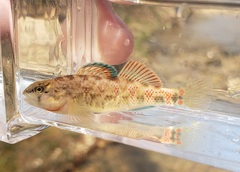 Etheostoma spectabile