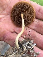 Agrocybe arvalis