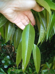 Ficus binnendykii