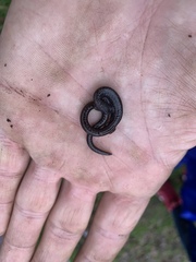 Batrachoseps gregarius