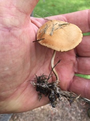 Agrocybe arvalis