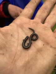 Batrachoseps gregarius