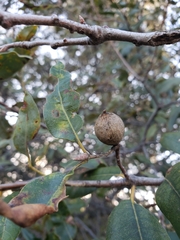 Heteroecus pacificus