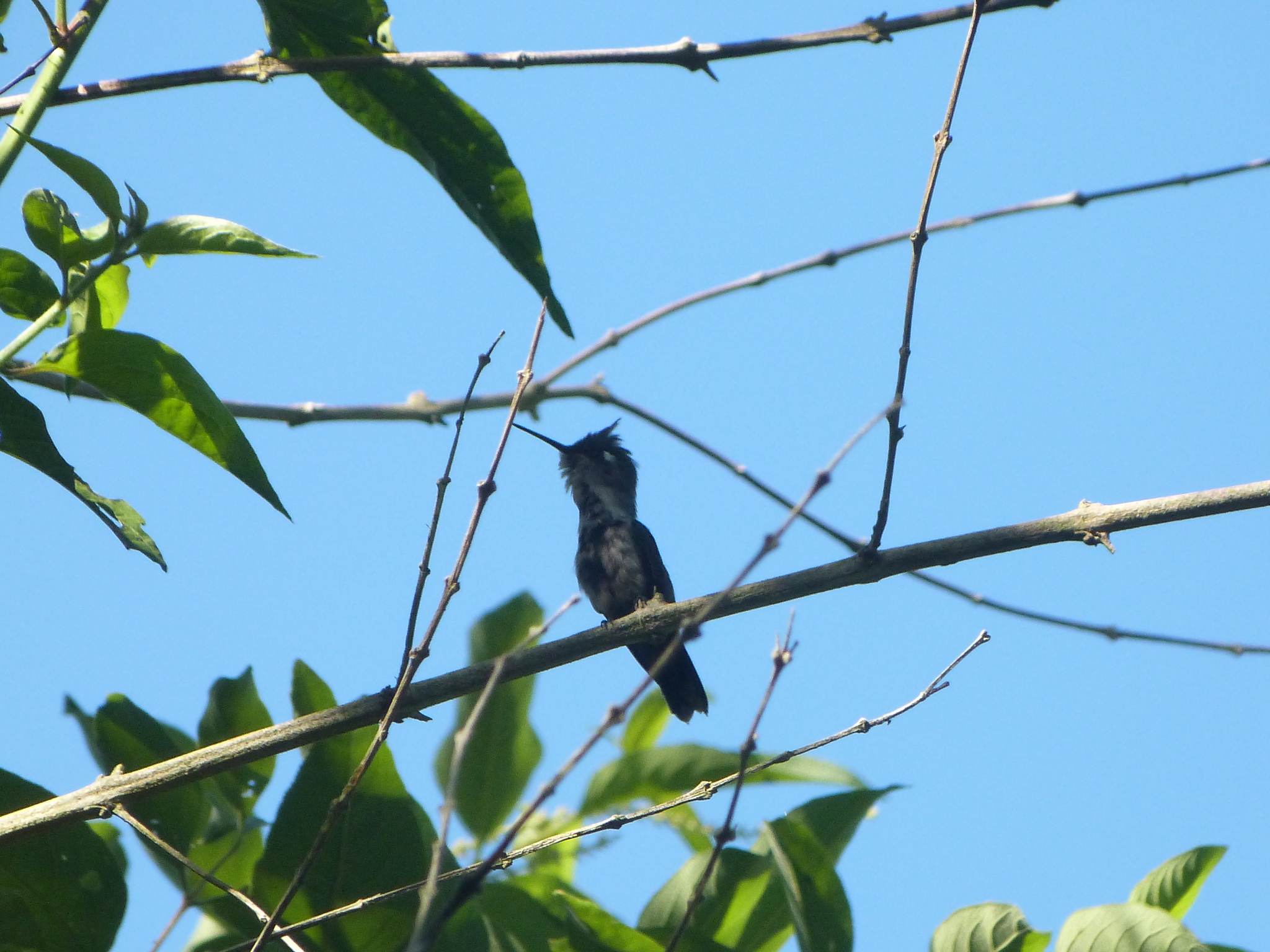 Purple-crowned Plovercrest (Stephanoxis loddigesii), photo 2