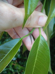 Ficus binnendykii