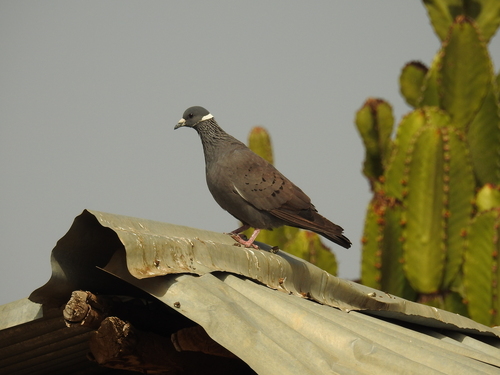 White-collared Pigeon