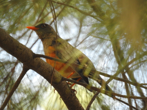 Abyssinian Thrush