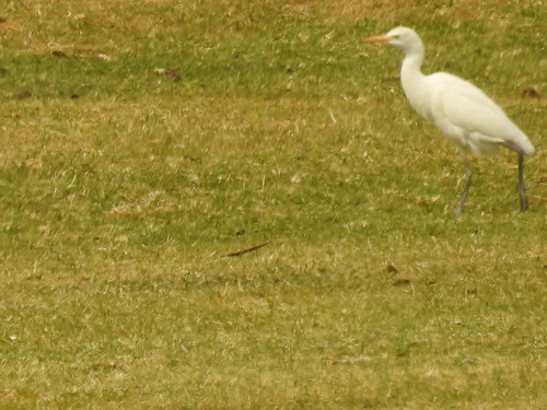 Western Cattle-Egret