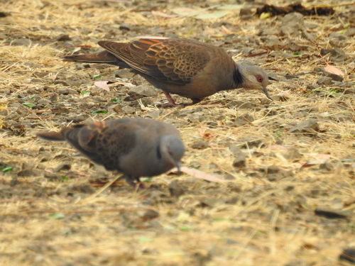 Dusky Turtle-Dove