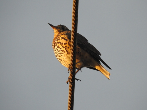 Ethiopian Thrush