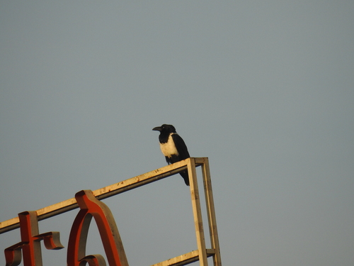 Pied Crow