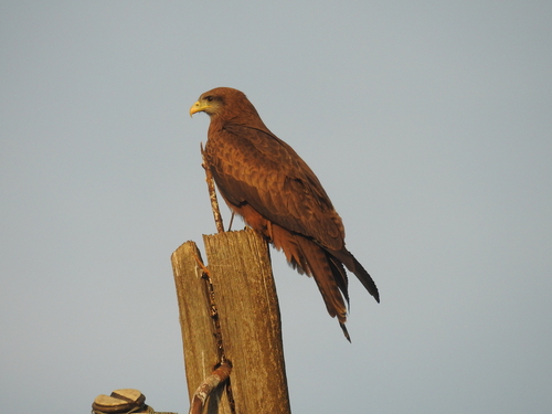 Yellow-billed Kite