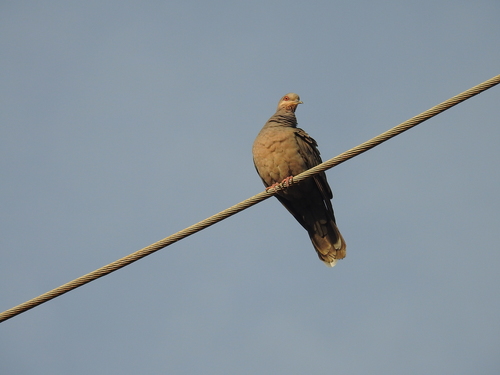 Dusky Turtle-Dove