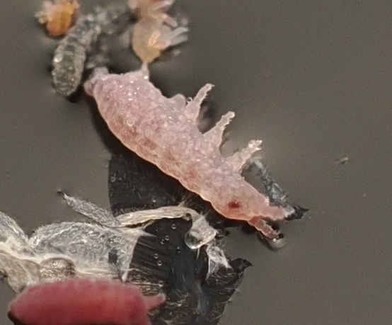 Brachystomella parvula (Schäffer, 1896)