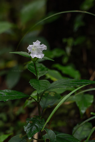Strobilanthes tashiroi iNat (1)