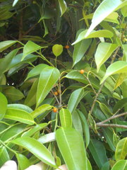 Ficus binnendykii
