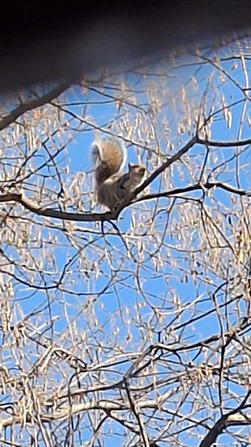 Eastern Gray Squirrel