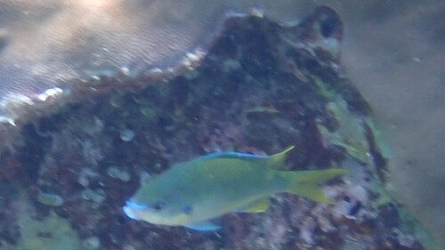 Black-axil Chromis (Chromis atripectoralis)