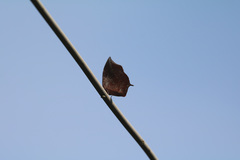 Charaxinae