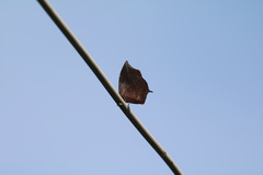 Charaxinae