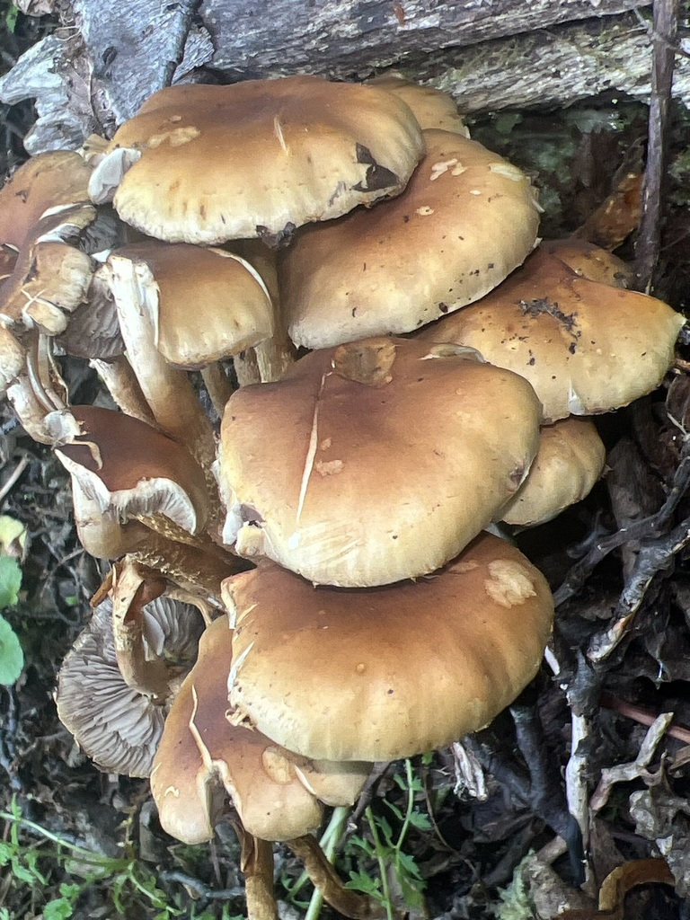 Hypholoma frowardii · January 2026 · photo: © andyjordan (iNaturalist, cc-by)